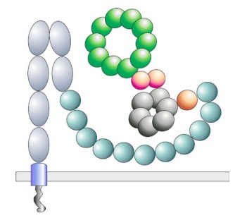 Schematics representing domain architectures and predicted folding of the full SORLA luminal domain.jpg